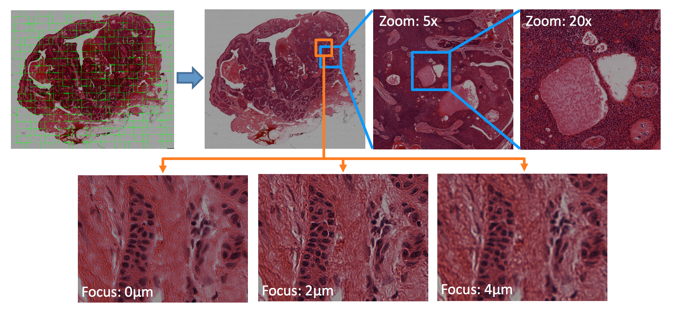 Interactive Histology of Large-Scale Biomedical Image Stacks