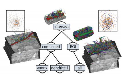 ConnectomeExplorer: Query-Guided Visual Analysis of Large Volumetric Neuroscience Data