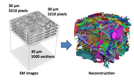 Large-Scale Automatic Reconstruction of Neuronal Processes from Electron Microscopy Images