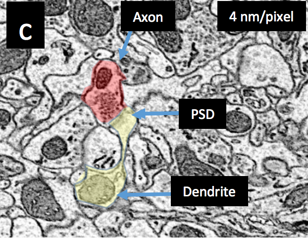 Imaging a 1 mm3 Volume of Rat Cortex Using a MultiBeam SEM