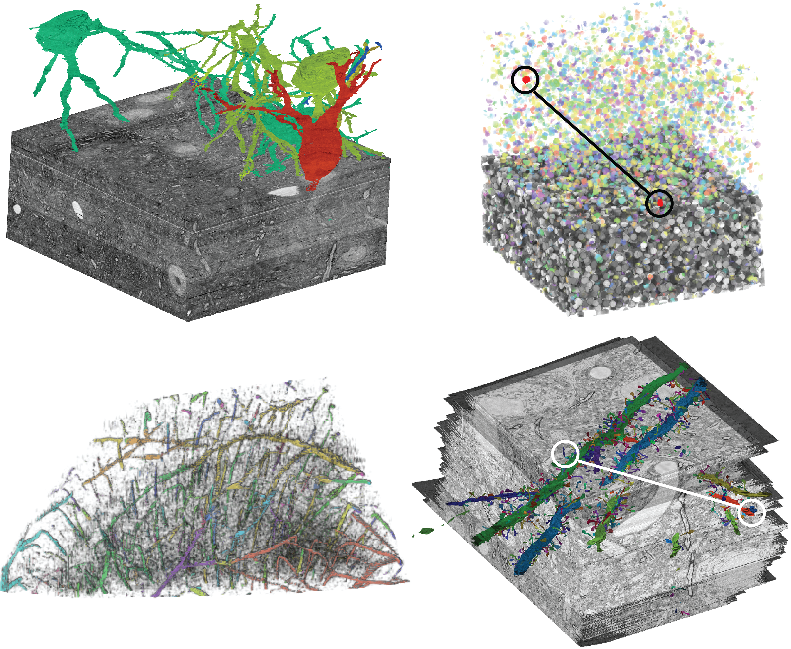 Culling for Extreme-Scale Segmentation Volumes: A Hybrid Deterministic and Probabilistic Approach