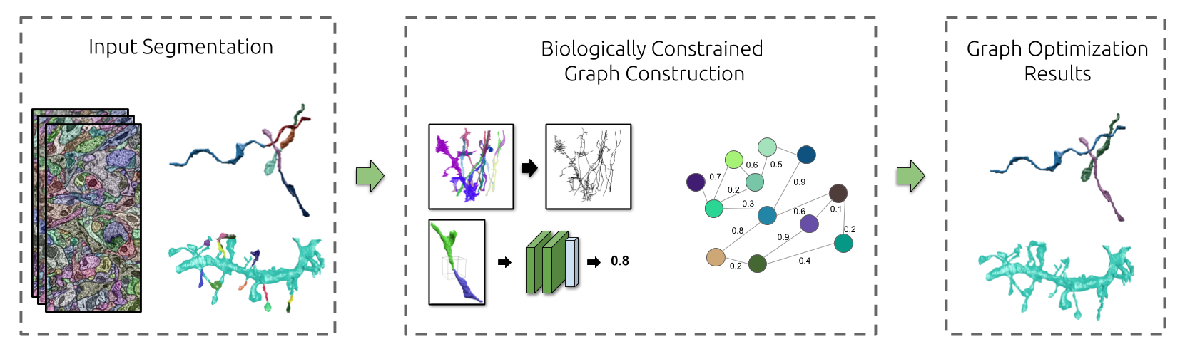 Biologically-Constrained Graphs for Global Connectomics Reconstruction