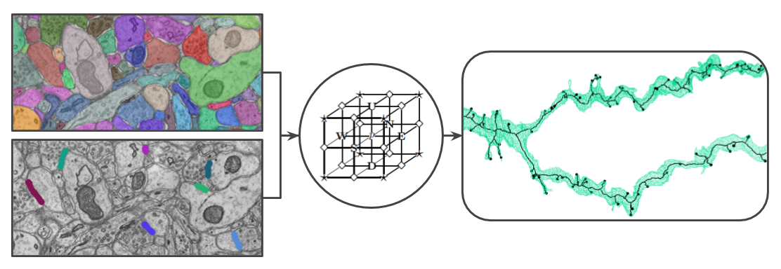 Synapse-Aware Skeleton Generation for Neural Circuits