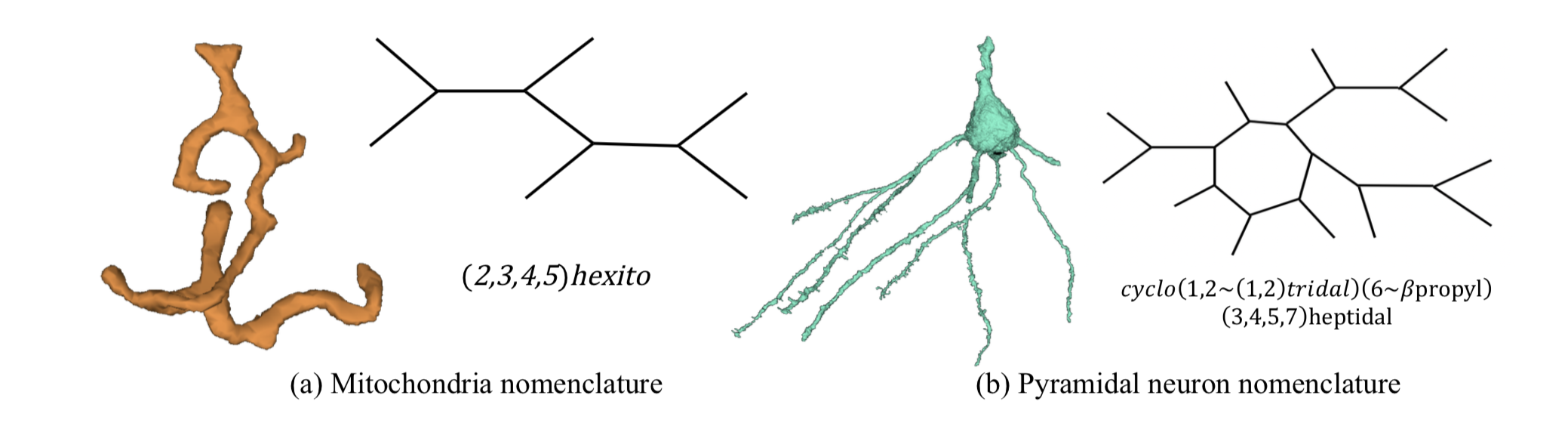 A Topological Nomenclature for 3D Shape Analysis in Connectomics