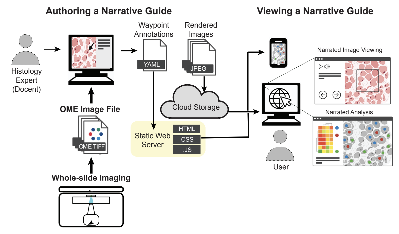 Online narrative guides for illuminating tissue atlas data and digital pathology images