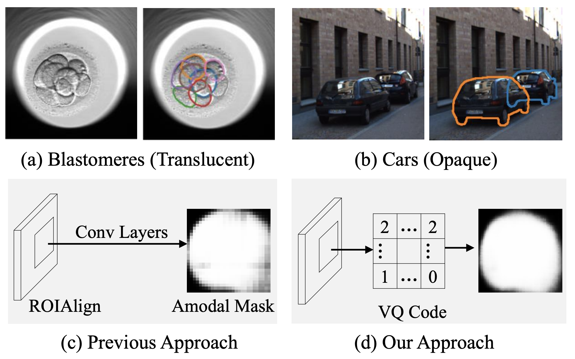 Learning Vector Quantized Shape Code for Amodal Blastomere Instance Segmentation