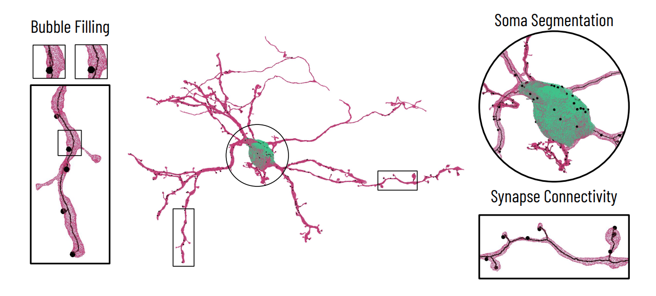 Scalable Biologically-Aware Skeleton Generation for Connectomic Volumes