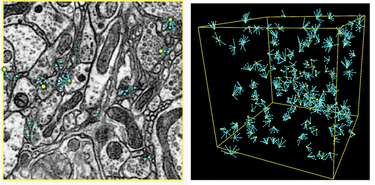 An Out-of-Domain Synapse Detection Challenge for Microwasp Brain Connectomes