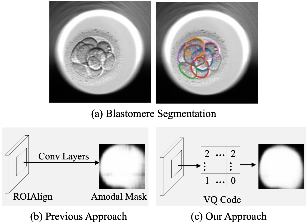 Learning Vector Quantized Shape Code For Amodal Blastomere Instance Segmentation