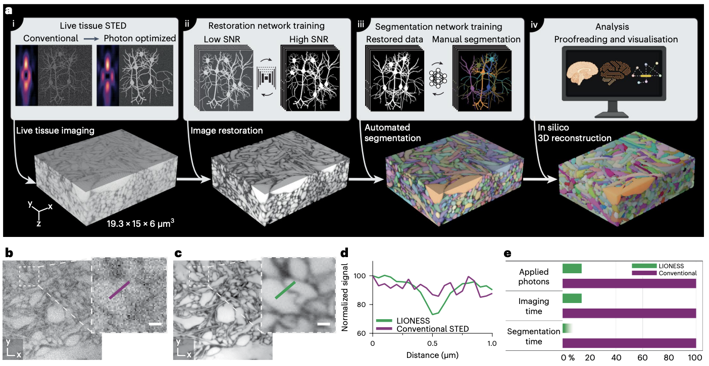 Dense 4D nanoscale reconstruction of living brain tissue