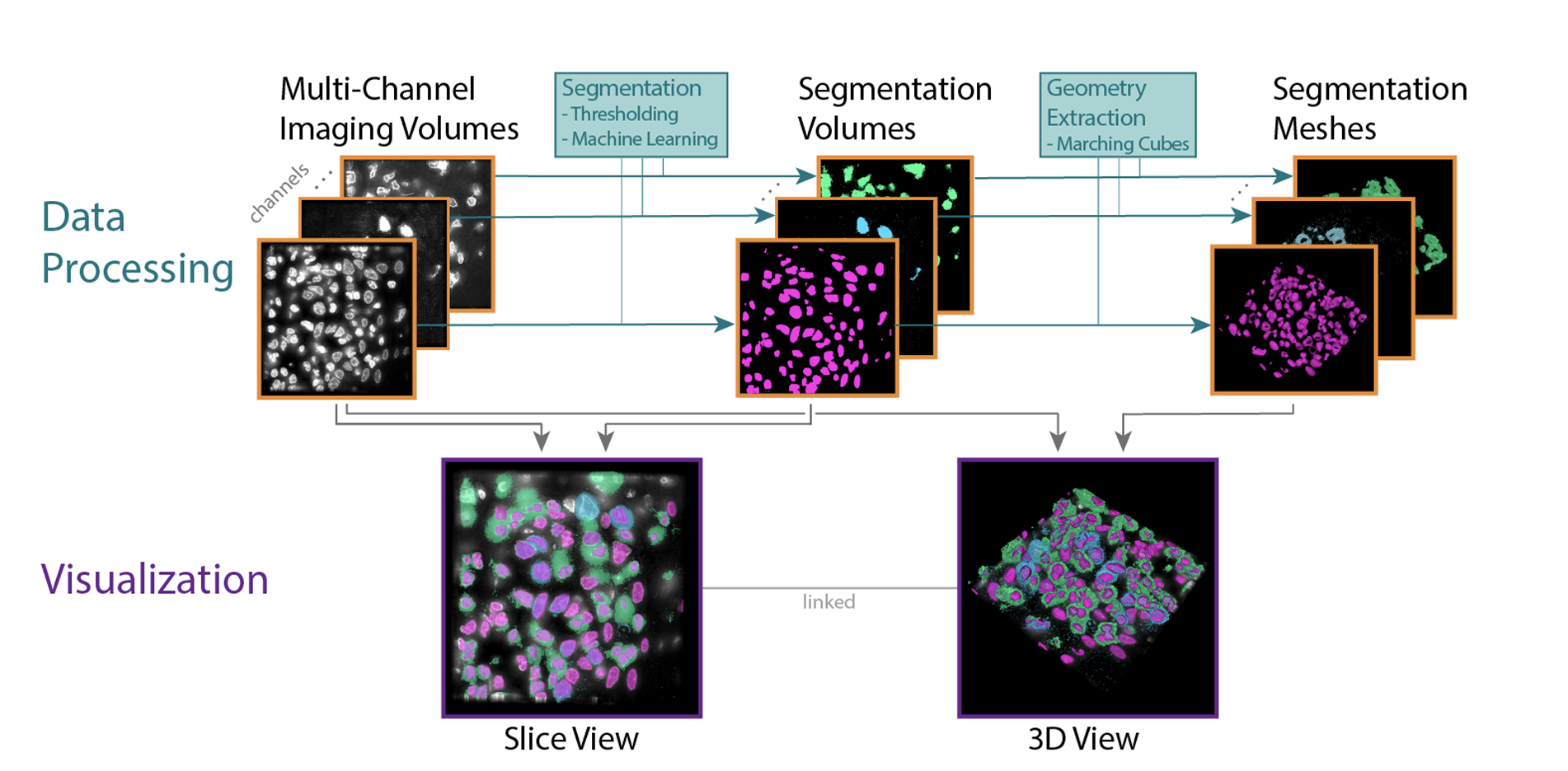 Addressing persistent challenges in digital image analysis of cancerous tissues