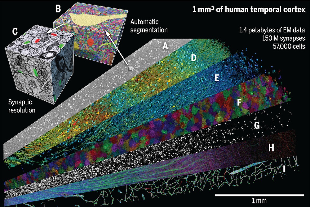 A petavoxel fragment of human cerebral cortex reconstructed at nanoscale resolution