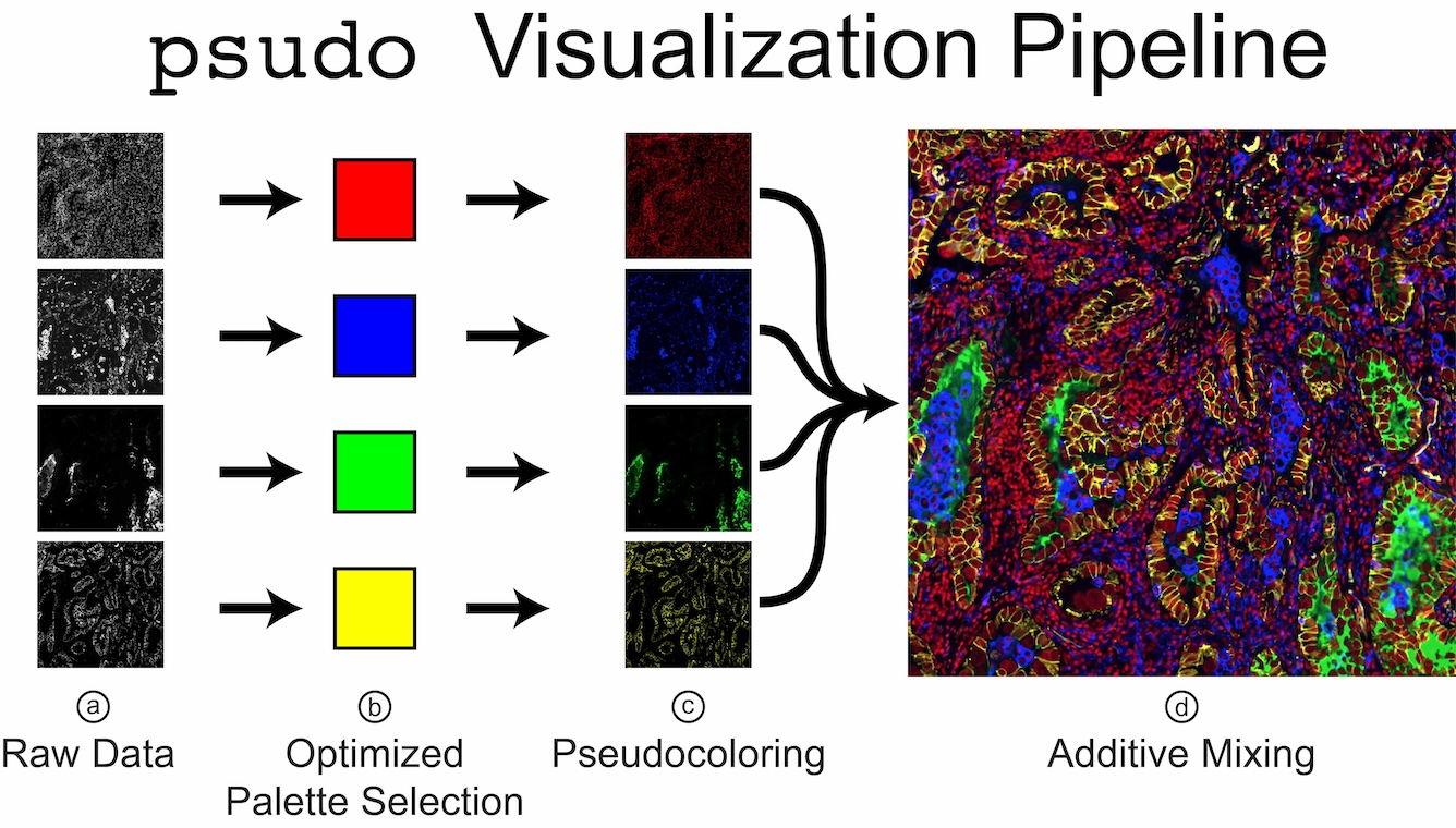 psudo: Exploring Multi-Channel Biomedical Image Data with Spatially and Perceptually Optimized Pseudocoloring