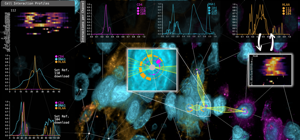 Cell2Cell: Explorative Cell Interaction Analysis in Multi-Volumetric Tissue Data