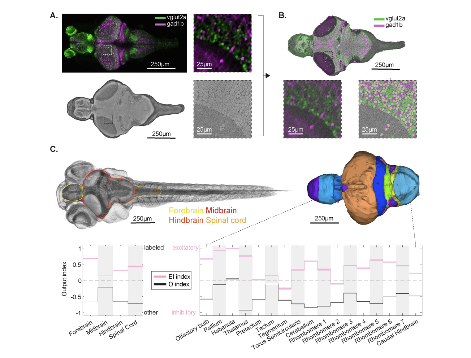 A connectomic resource for neural cataloguing and circuit dissection of the larval zebrafish brain