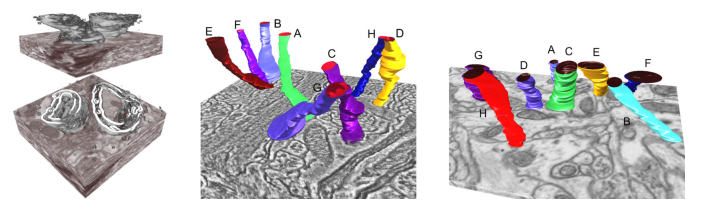 Scalable and Interactive Segmentation and Visualization of Neural Processes in EM Datasets