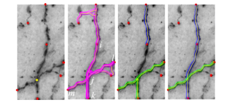 Reconstructing loopy curvilinear structures using integer programming