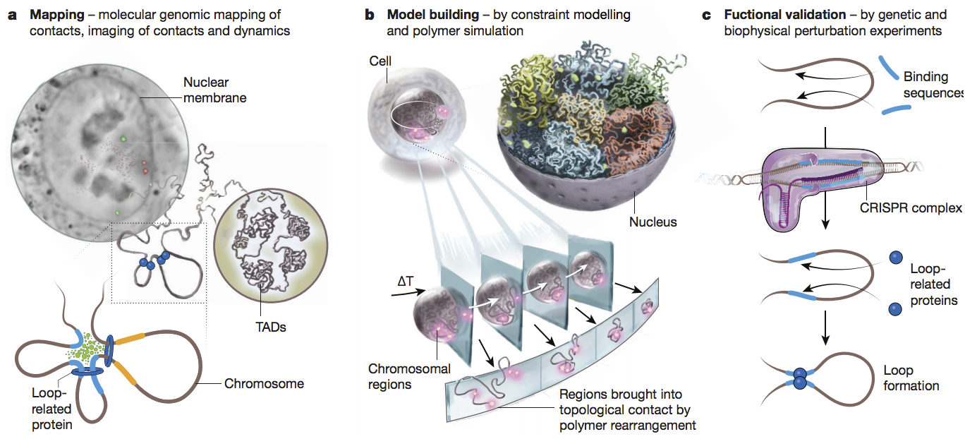 The 4D nucleome project
