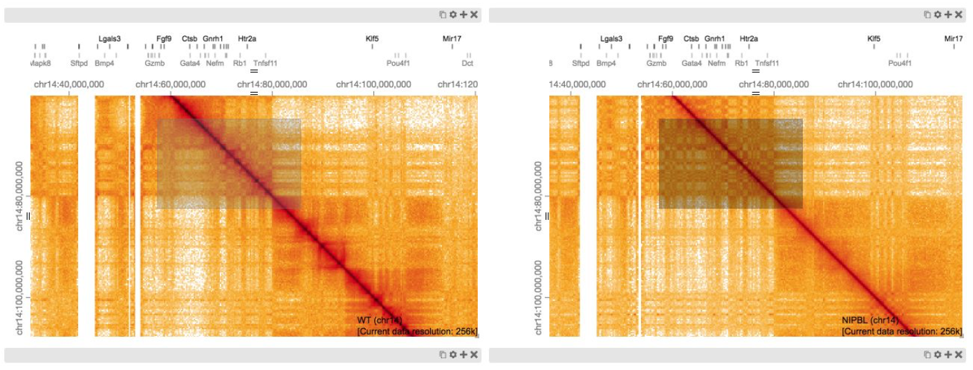 HiGlass: Web-based Visual Exploration and Analysis of Genome Interaction Maps