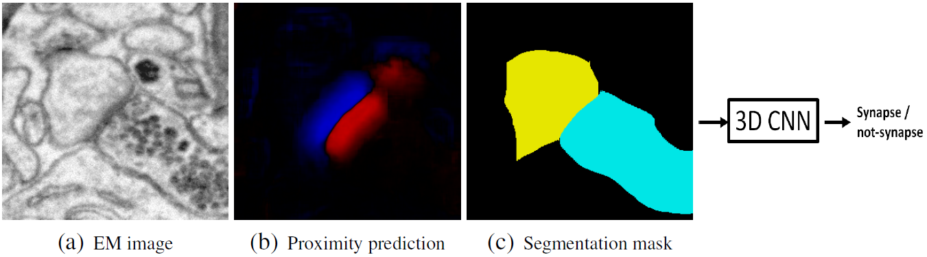 Detecting Synapse Location and Connectivity by Signed Proximity Estimation and Pruning with Deep Nets