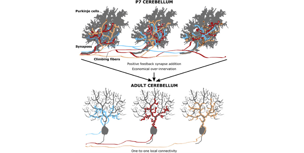Developmental Rewiring between Cerebellar Climbing Fibers and Purkinje Cells Begins with Positive Feedback Synapse Addition
