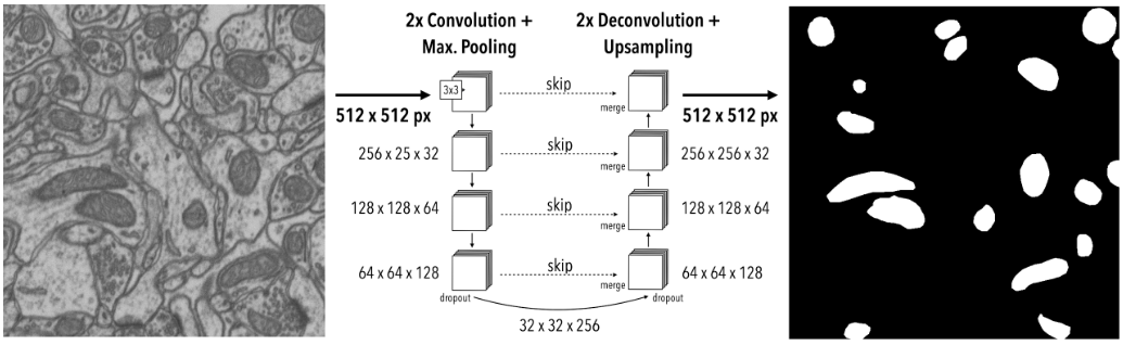Fast Mitochondria Detection for Connectomics