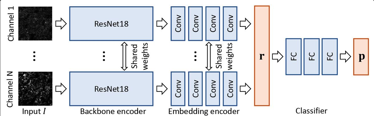 Channel Embedding for Informative Protein Identification from Highly Multiplexed Images