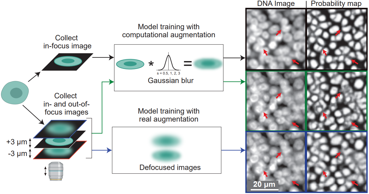 UnMICST: Deep learning with real augmentation for robust segmentation of highly multiplexed images of human tissues