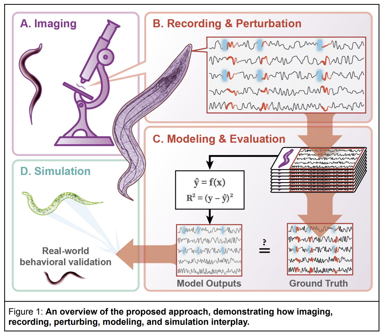 To reverse engineer an entire nervous system