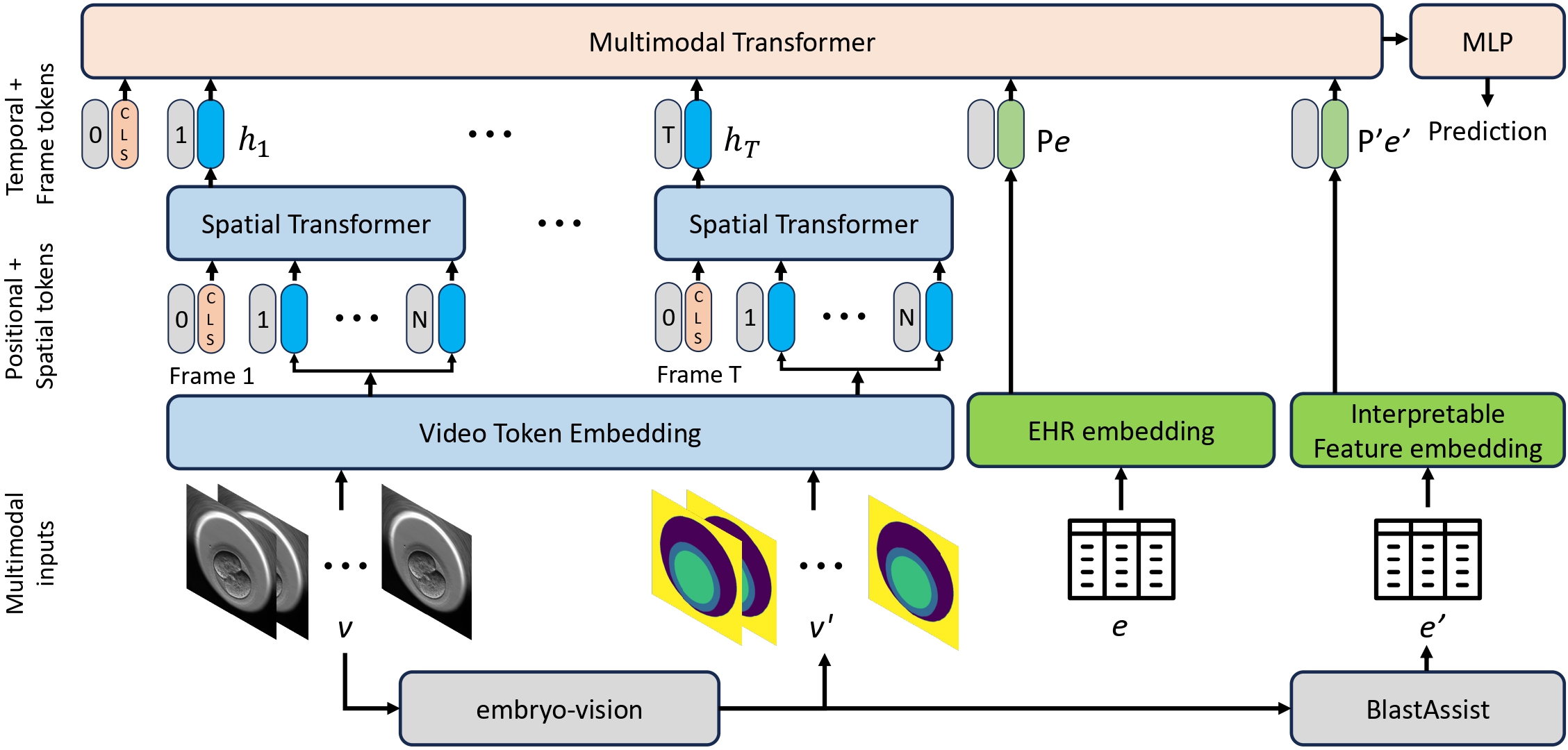 Multimodal Learning for Embryo Viability Prediction in Clinical IVF