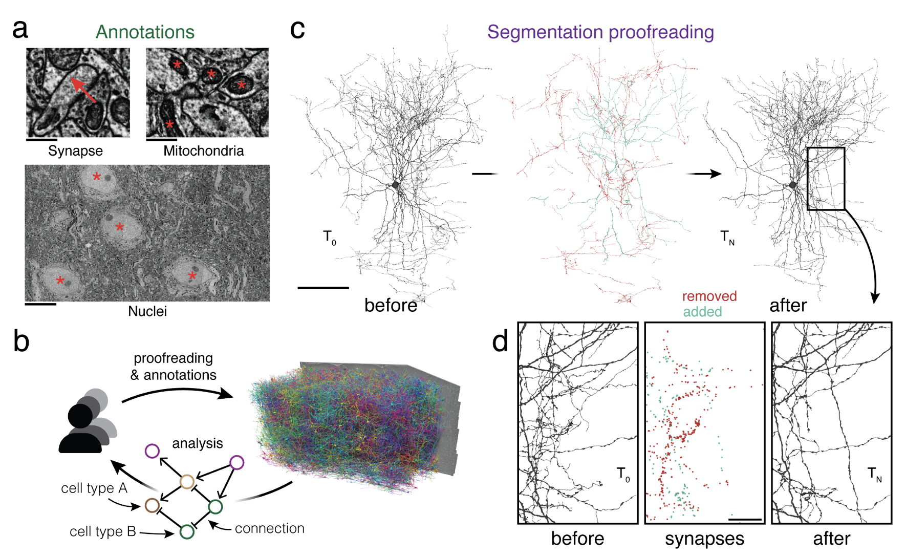 CAVE: Connectome Annotation Versioning Engine