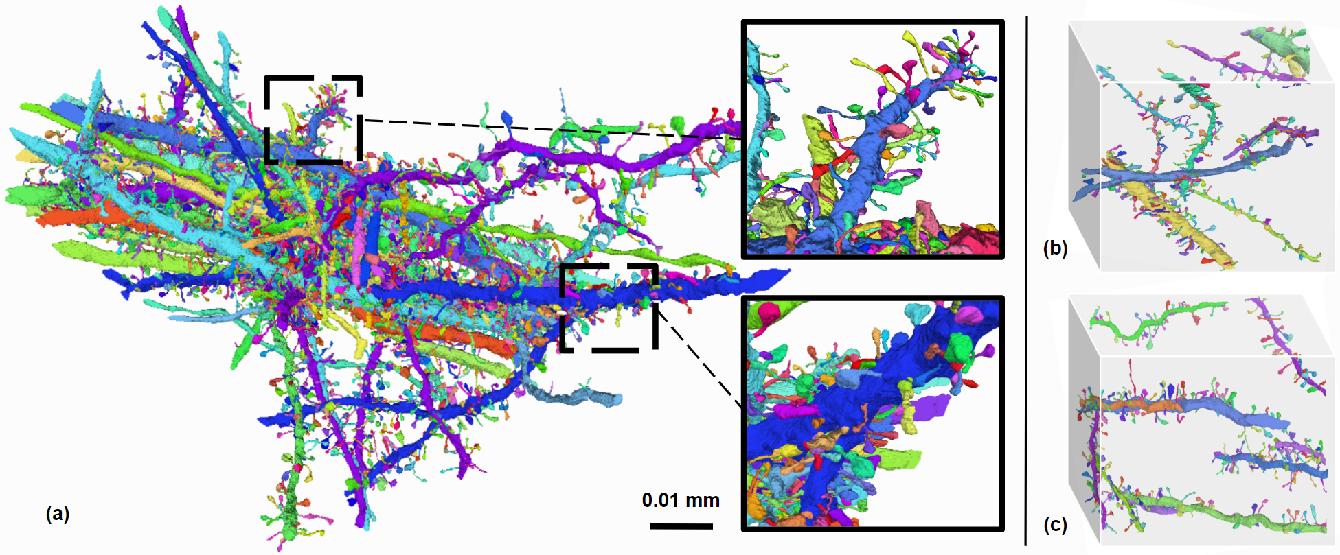 Frenet-Serret Frame-based Decomposition for Part Segmentation of 3D Curvilinear Structures